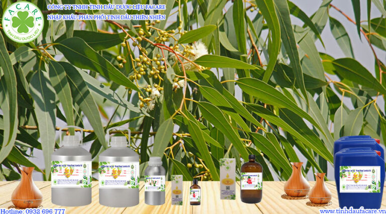 tinh dầu bạch đàn (Eucalyptus Citriodora Essential Oil)
