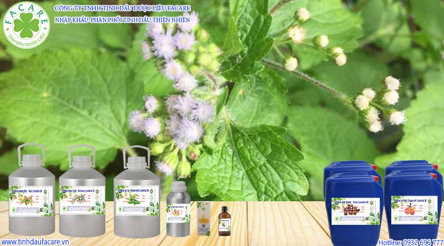 Tinh Dầu Cỏ Hôi – Ageratum Conyzoides Essential Oil