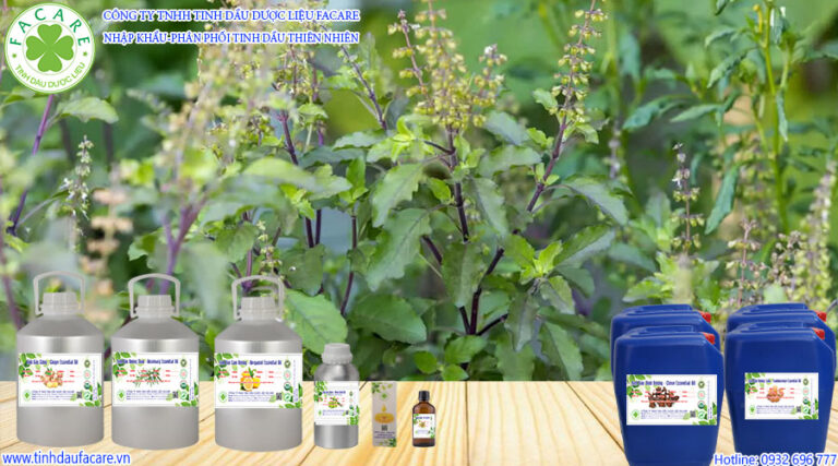 Tulsi Essential Oil là gì? Tinh dầu hương nhu được chiết xuất từ lá và thân cây hương nhu bằng phương pháp hơi nước và một phần tinh dầu điều chế eugenol dùng trong tân dược (dùng trong nha khoa) và một số ngành kỹ nghệ khác.