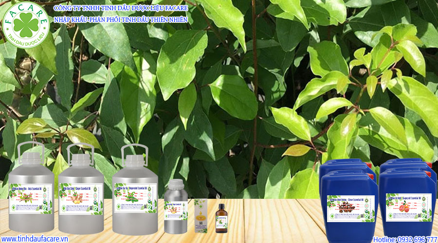 Các loại Tinh Dầu Long Não - Camphor Essential Oil đầu tiên được chiết xuất từ gỗ và vỏ cây long não từ 10 năm tuổi trở lên, tuy nhiên, khi các nhà sản xuất cuối cùng nhận thức được lợi ích của việc bảo vệ môi trường bằng cách tránh chặt cây, họ cũng nhận ra rằng lá cây tốt hơn để chưng cất tinh dầu, vì tốc độ tái sinh của lá nhanh hơn.